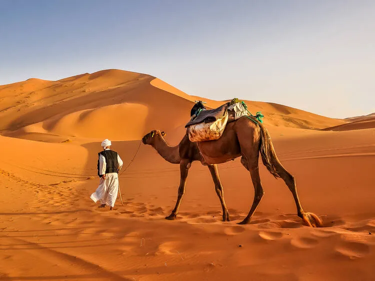 Trekking in cammello in Marocco: cosa aspettarsi
